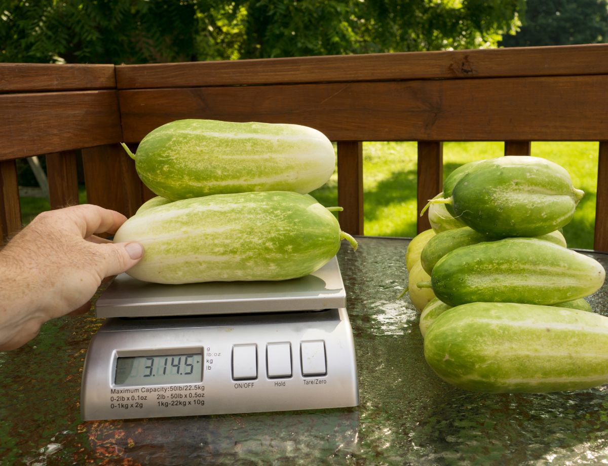 What Your Harvest Numbers Tell You
