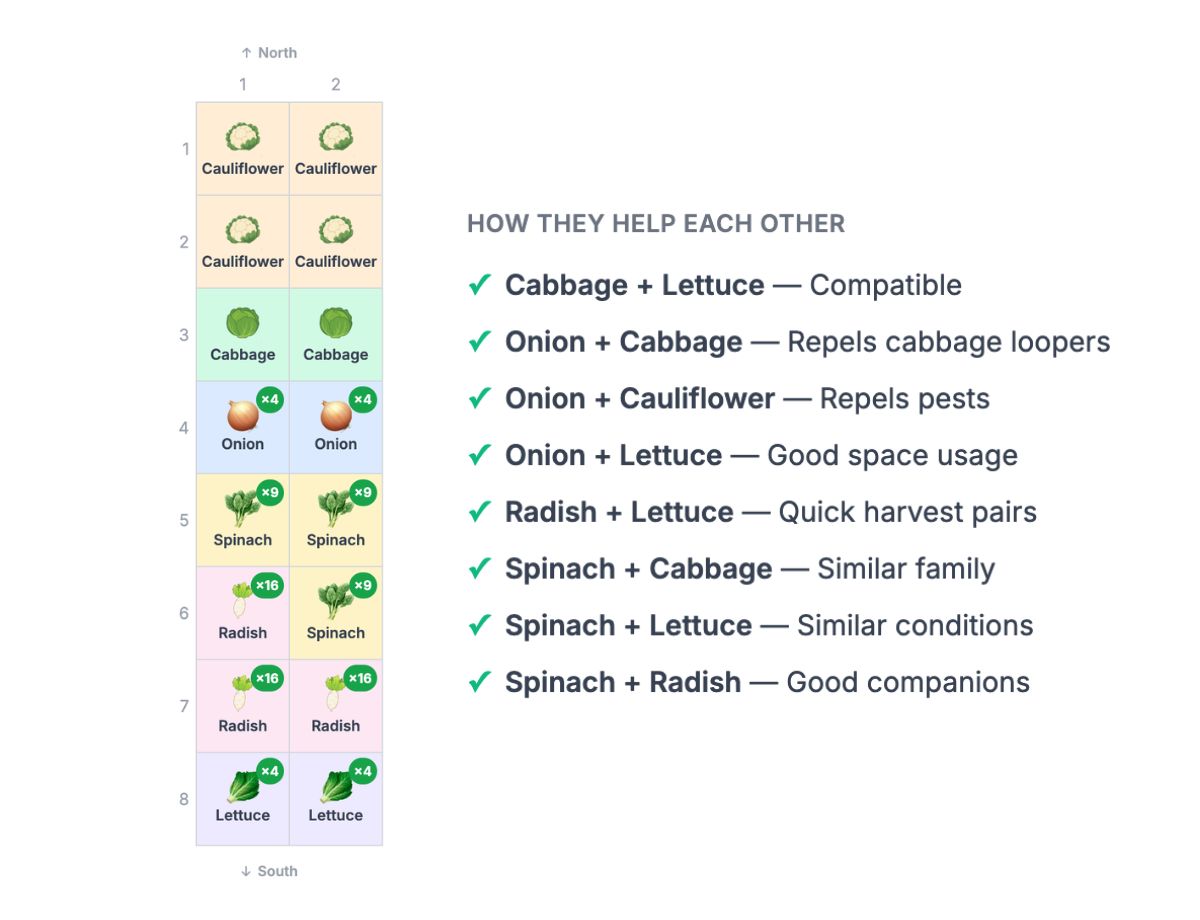 2×8 Fall Cauliflower & Radish Strip