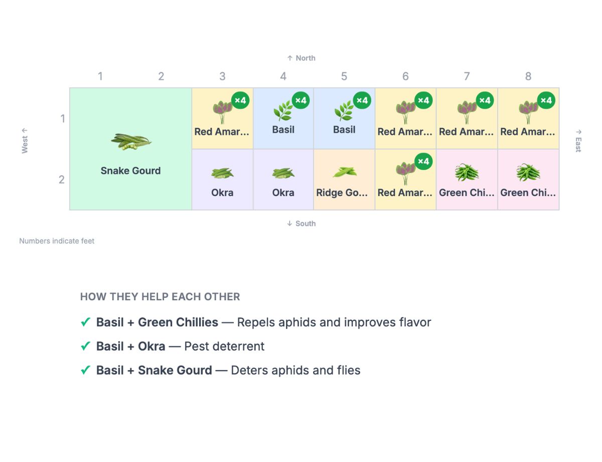 Plan 1 — 8×2 Late August / Early Fall Bed