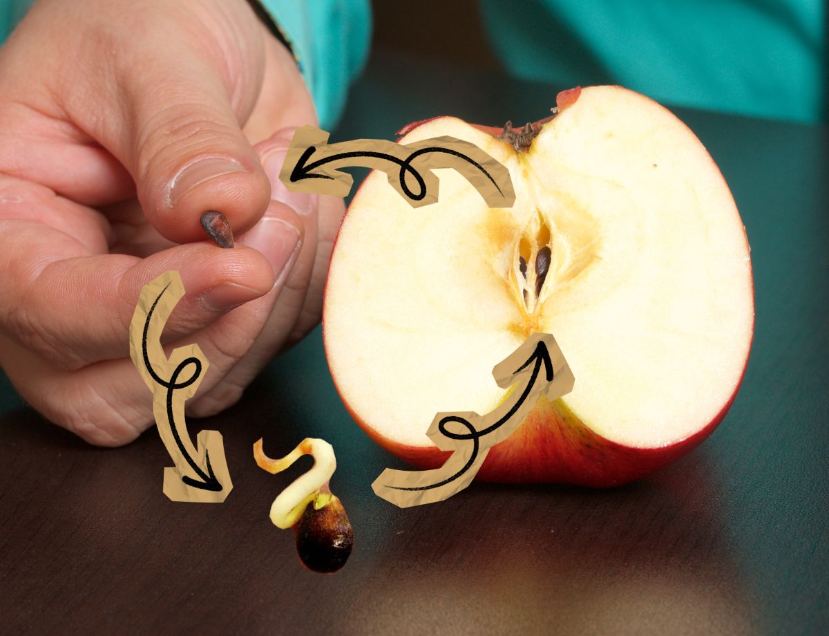 Apple From Seed: The Spec Sheet