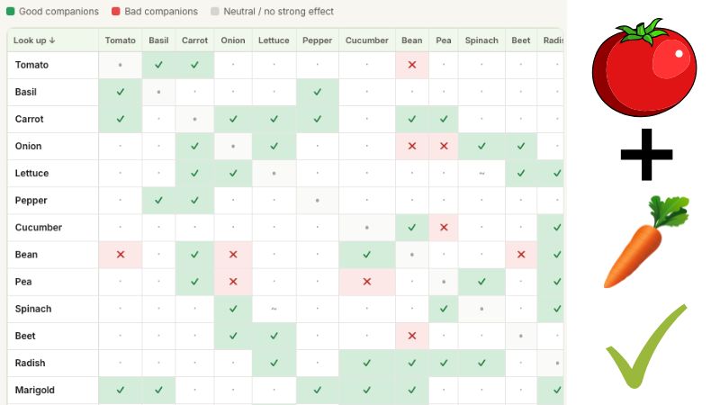 Companion Planting Chart for Vegetables: What to Plant Together (and What to Keep Apart)
