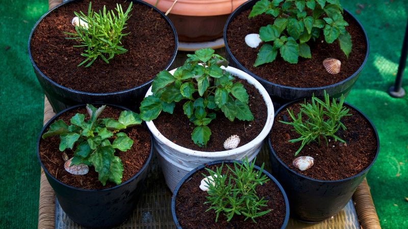 Container Herb Garden Layout: 7 Pot Plans You Can Copy