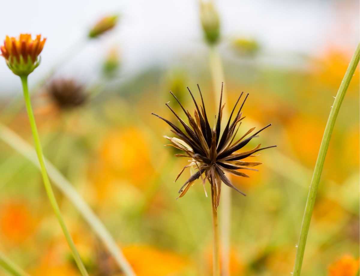 Cutting Cosmos and Saving the Seeds