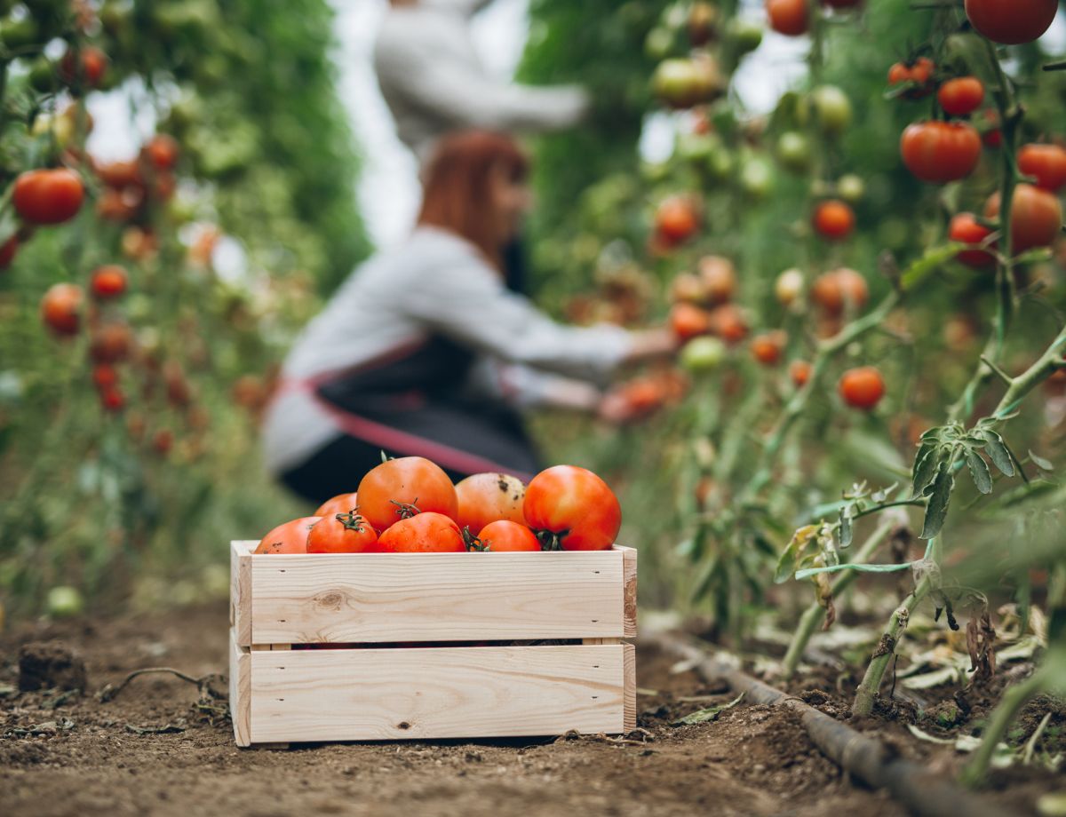 How Many Tomato Plants per Person?