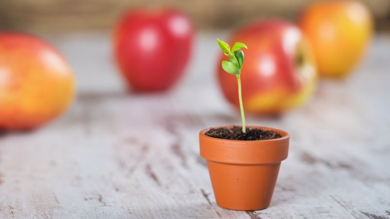 How to Grow an Apple Tree From Seed That Actually Fruits