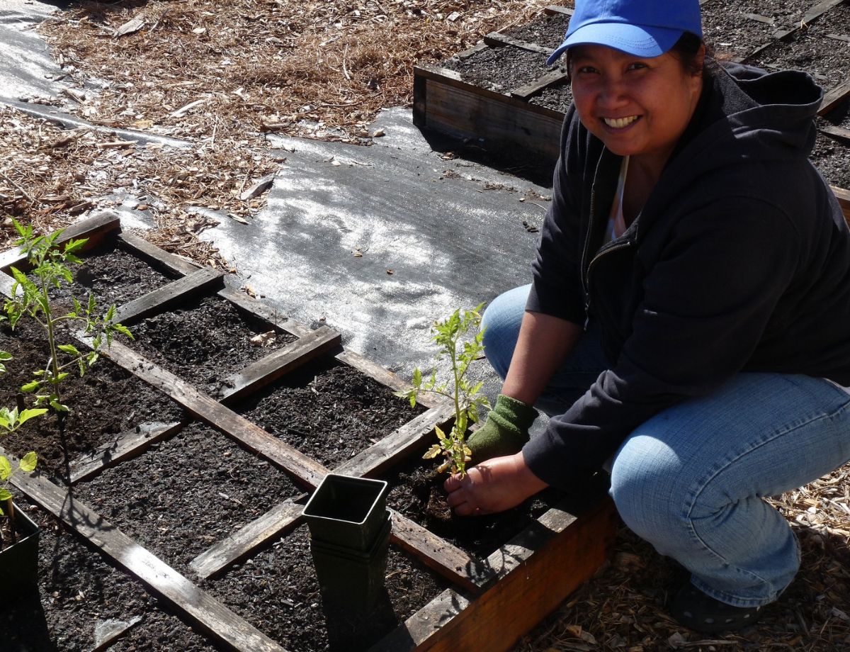 A gardener planting a young tomato seedling in a square-foot raised bed