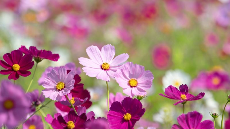 Planting Cosmos Flowers: Complete Growing Guide from Seed to Bloom