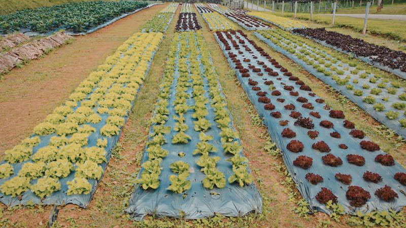 Row Vegetable Garden Layout: 5 Complete Plans You Can Copy