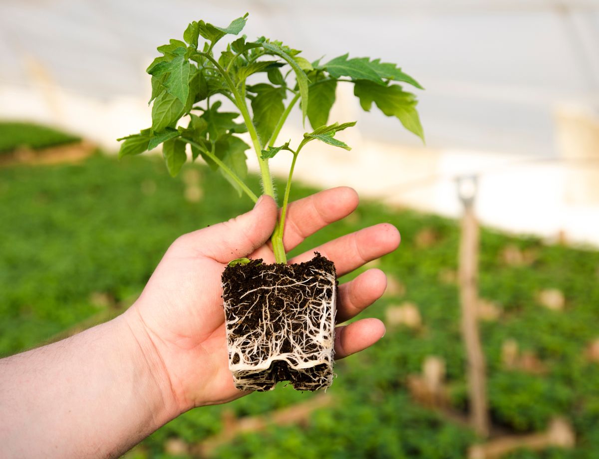 The 4-Week Method: How EdenVatika Times It