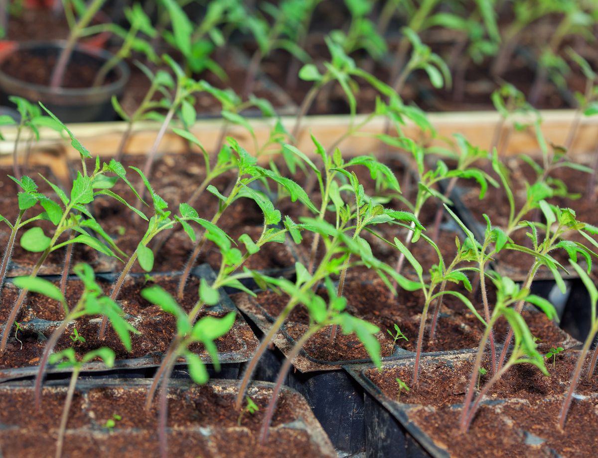 The Cure for Leggy Seedlings