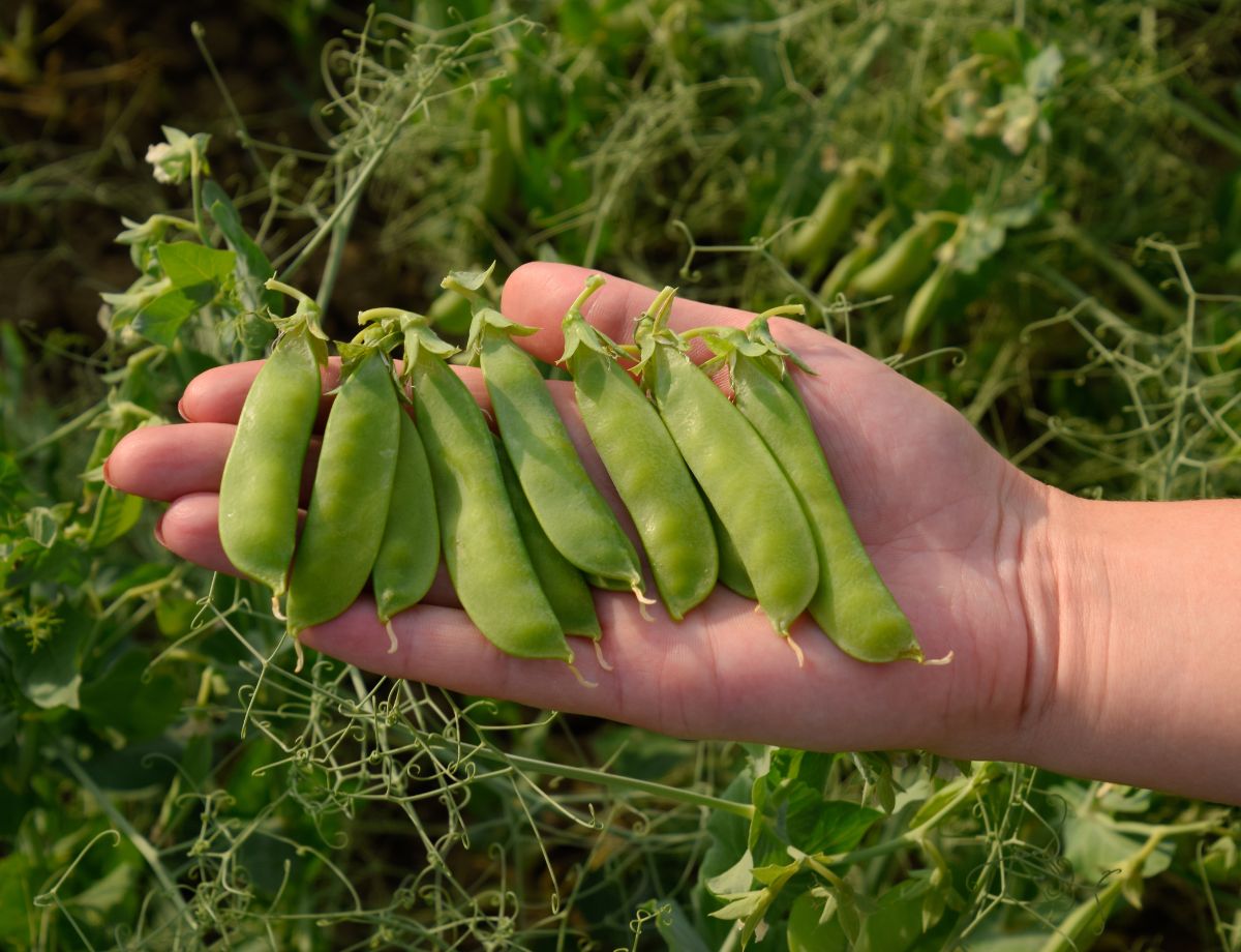 When to harvest the peas?