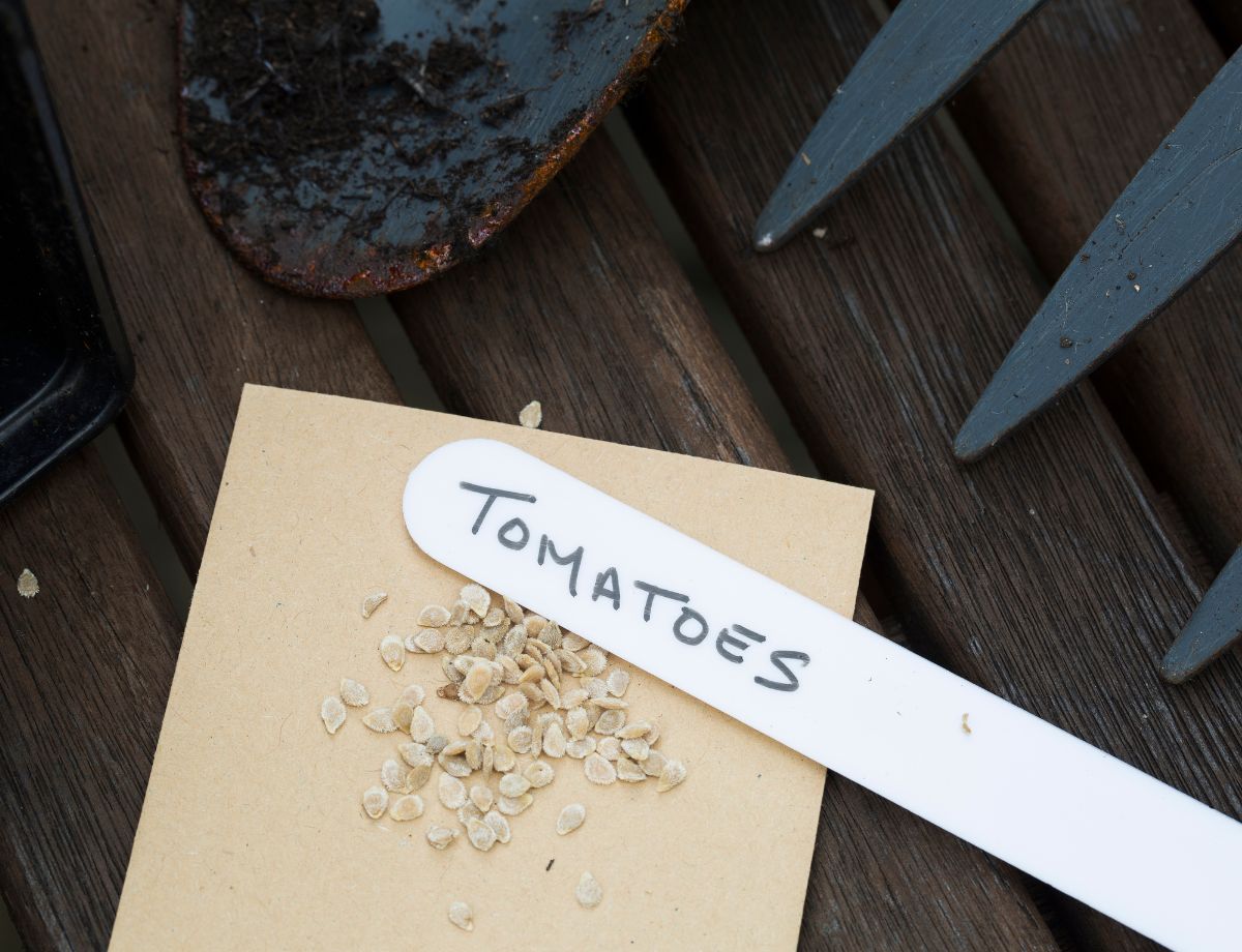 When to Sow Tomato Seeds: Dates for Every Zone