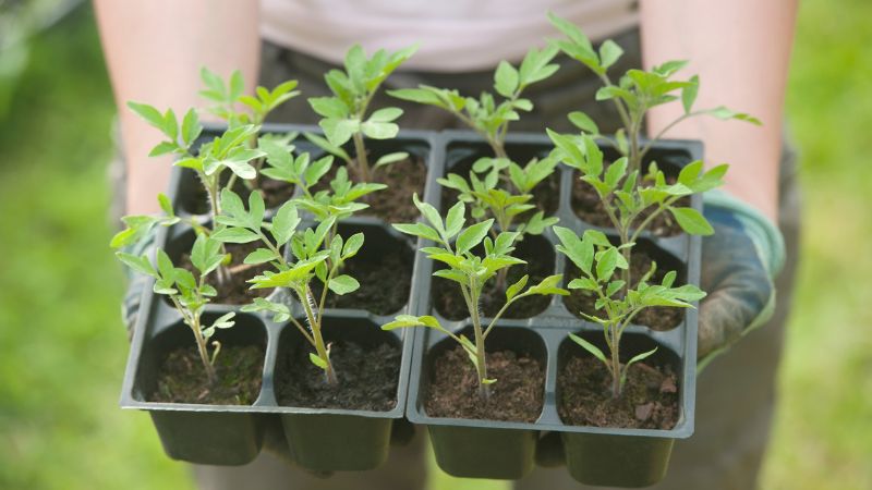 When to Sow Tomato Seeds: Dates for Every Zone + Step-by-Step Starting Guide