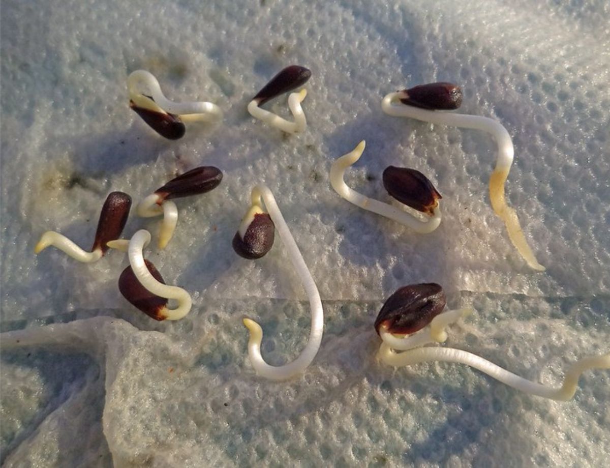 apple seed sprouting