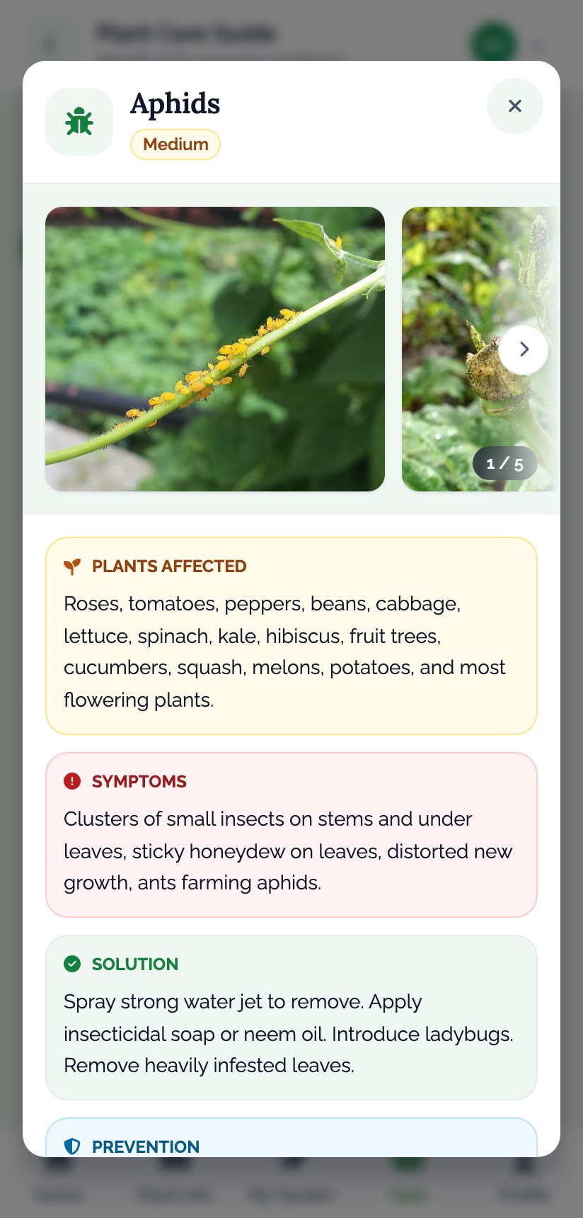 The Aphids guide in the EdenVatika app on an Android phone: severity Medium, a photo of yellow aphids on a stem (1 of 5), Plants Affected — roses, tomatoes, peppers, beans and more, Symptoms, Solution and Prevention