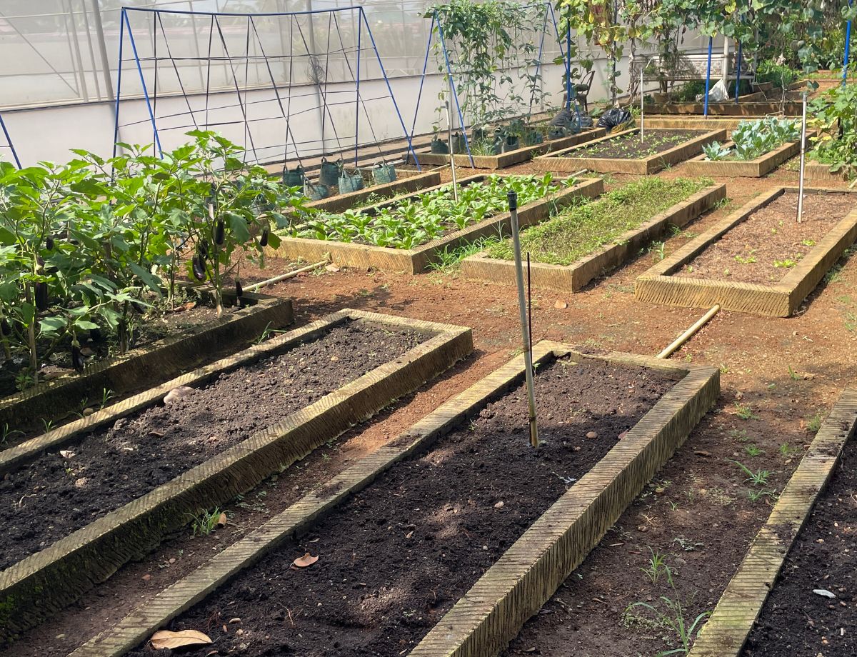 garden with clear sun and shade zones visible, raised beds in afternoon light